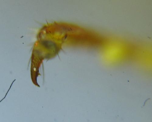 Cephalcia abietis