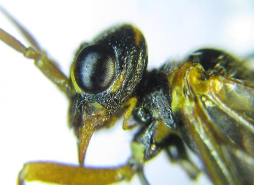 Réf. 287 530 : Cephalcia abietis