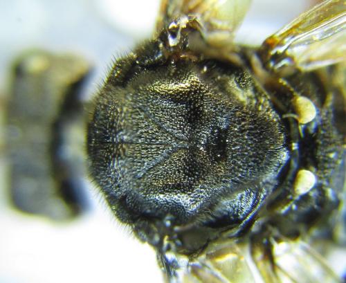 Siobla sturmii