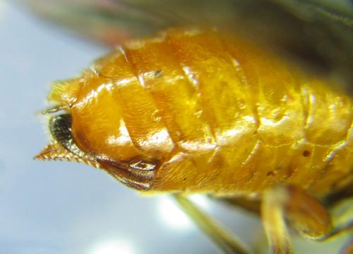 Hemichroa crocea