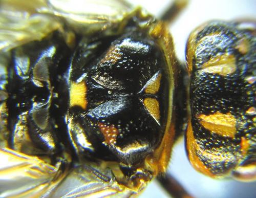 Cephalcia alashanica