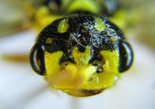 Réf. 287 395 : Cephalcia pallidula