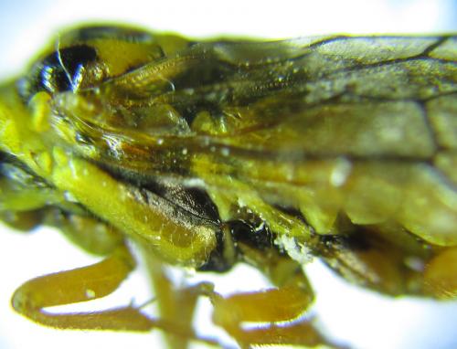 Réf. 287 421 : Cephalcia pallidula