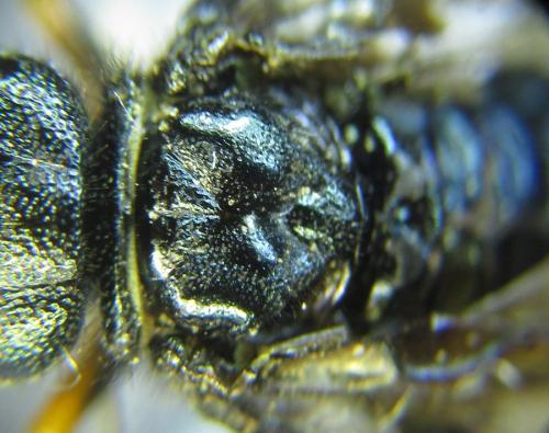 Réf. 287 435 : Acantholyda erythrocephala