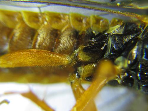 Cephalcia abietis