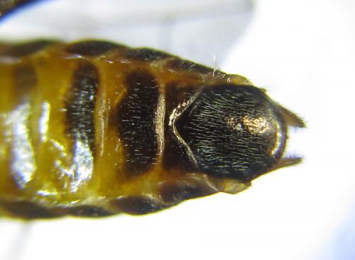 Réf. 287 635 : Siobla sturmii