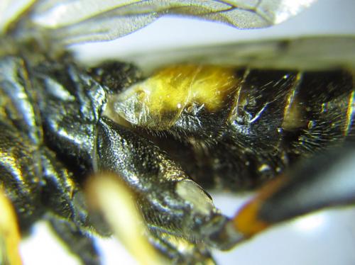 Réf. 287 649 : Siobla sturmii