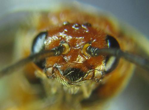 Hemichroa crocea