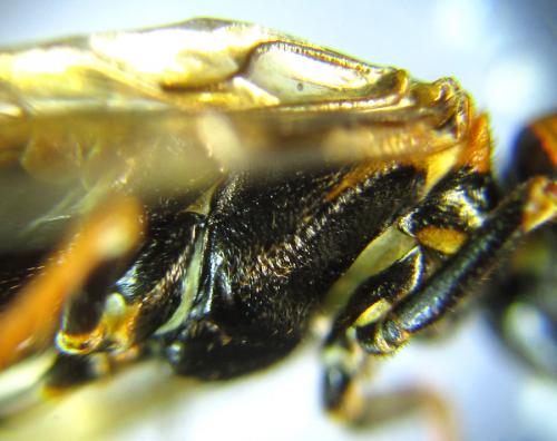 Cephalcia alashanica