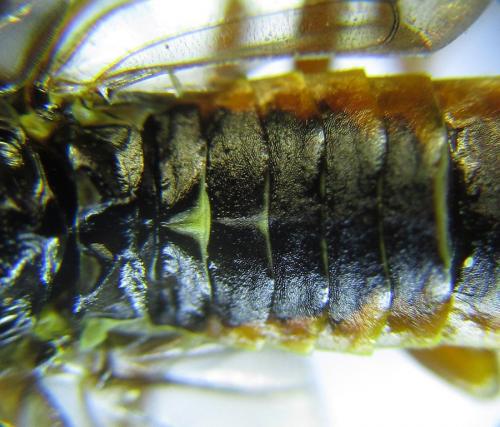 Cephalcia alashanica