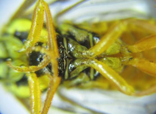 Réf. 287 396 : Cephalcia pallidula