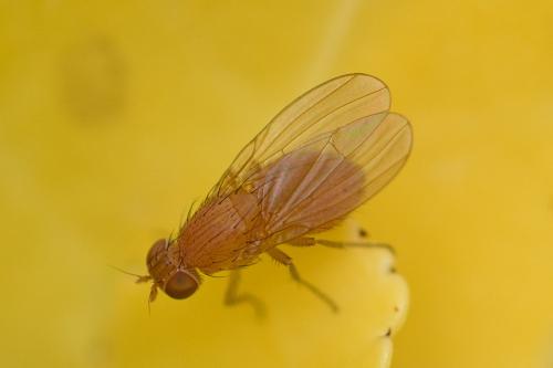 Sapromyzosoma laevatrispina