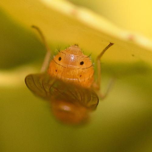Sapromyzosoma laevatrispina