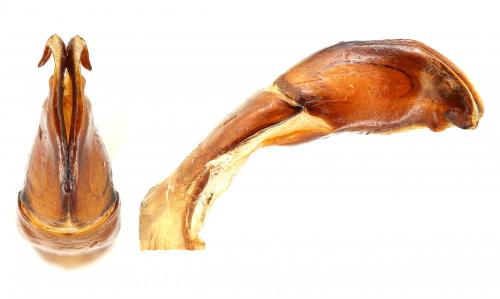 Réf. 287 753 : Tmesorrhina iris