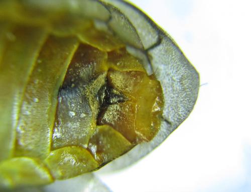 Réf. 287 422 : Cephalcia pallidula