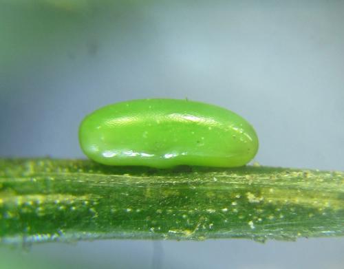 Cephalcia arvensis