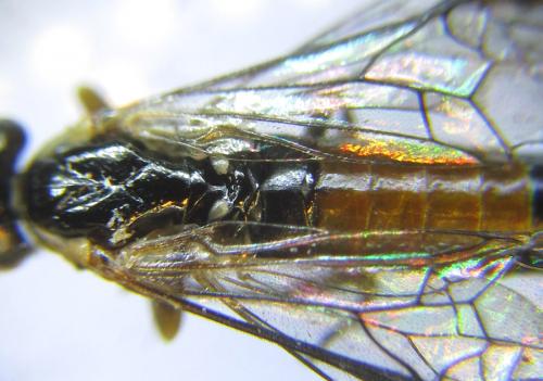 Strongylogaster mixta