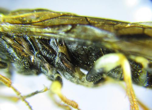 Neurotoma nemoralis