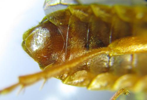 Cephalcia abietis
