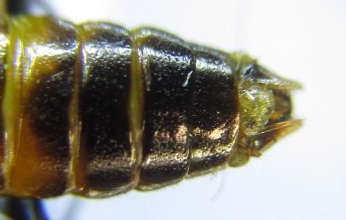 Siobla sturmii