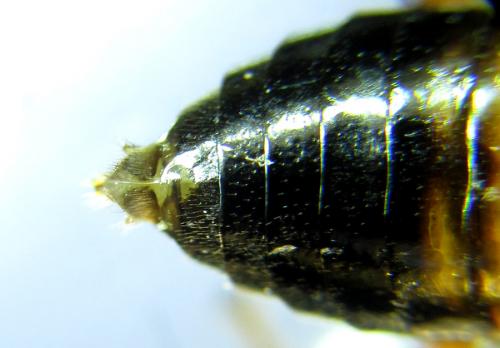 Réf. 287 650 : Siobla sturmii