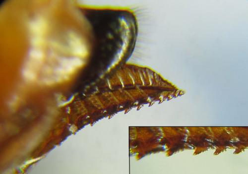 Hemichroa crocea