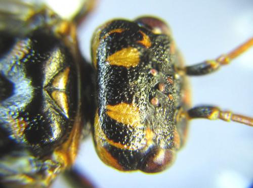 Cephalcia alashanica