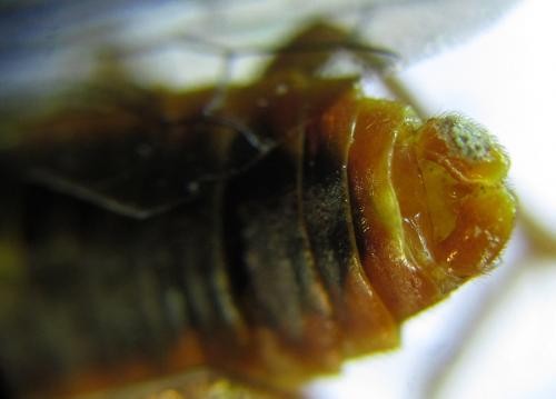 Cephalcia alashanica