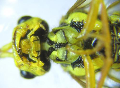 Réf. 287 397 : Cephalcia pallidula