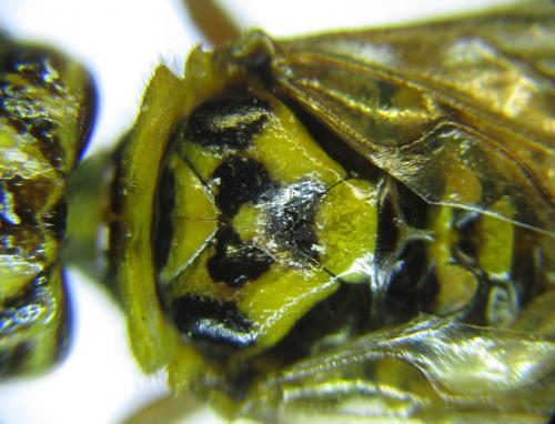 Réf. 287 423 : Cephalcia pallidula