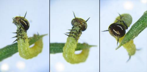 Cephalcia arvensis