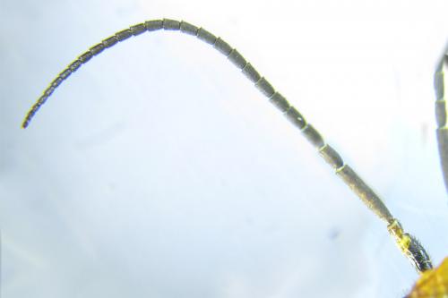 Réf. 287 437 : Acantholyda erythrocephala
