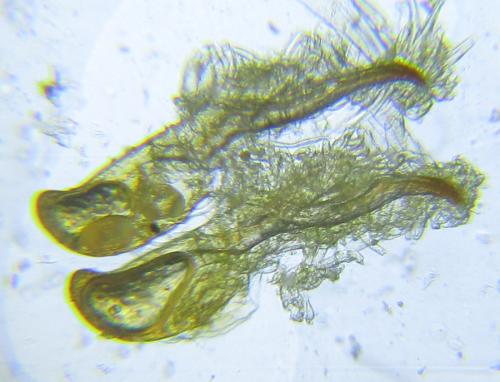 Cephalcia abietis