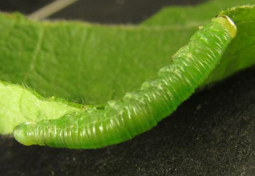 Euura toeniata