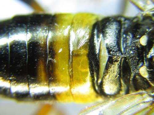 Réf. 287 651 : Siobla sturmii