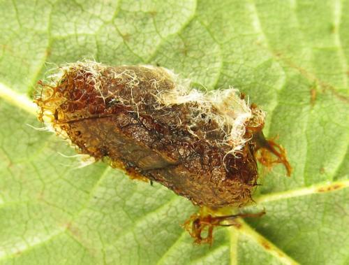 Réf. 287 663 : Hemichroa crocea