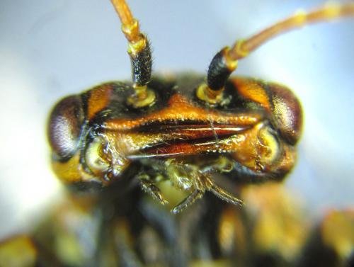 Cephalcia alashanica