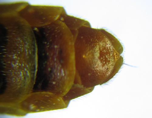 Cephalcia alashanica
