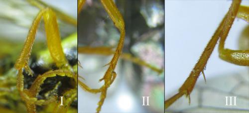 Réf. 287 398 : Cephalcia pallidula
