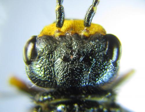 Réf. 287 438 : Acantholyda erythrocephala