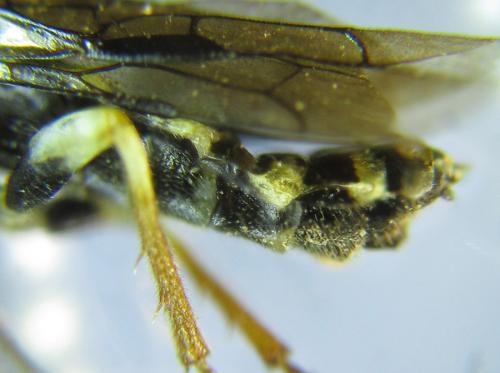 Neurotoma nemoralis