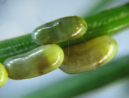 Cephalcia abietis