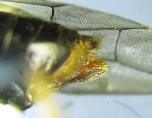 Réf. 287 652 : Siobla sturmii