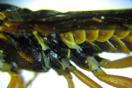 Cephalcia alashanica