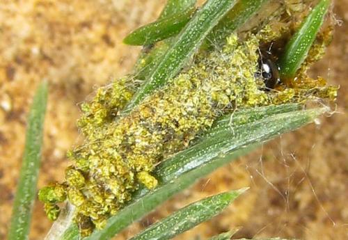 Cephalcia arvensis