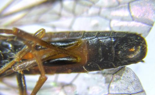 Réf. 287 993 : Strongylogaster mixta