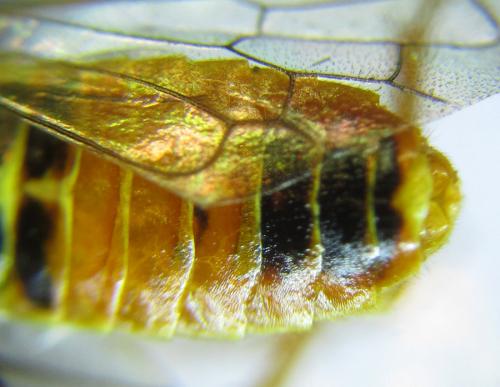 Réf. 287 399 : Cephalcia pallidula
