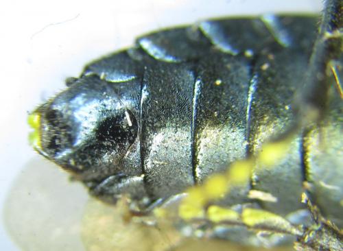Réf. 287 439 : Acantholyda erythrocephala
