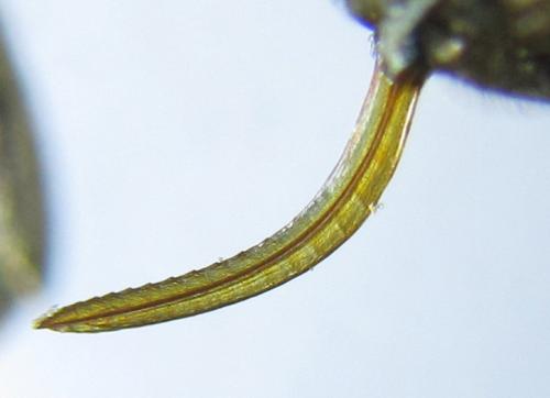Siobla sturmii