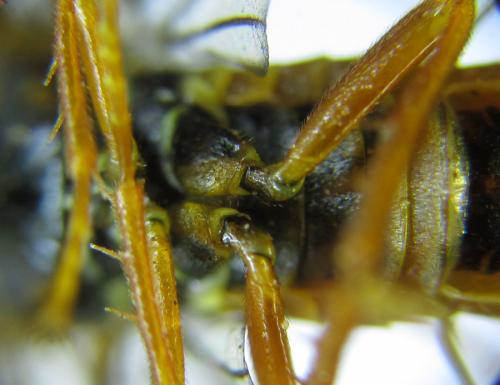 Cephalcia alashanica